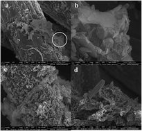 Graphical abstract: Biofilm evolution and viability during in situ preparation of a graphene/exoelectrogen composite biofilm electrode for a high-performance microbial fuel cell