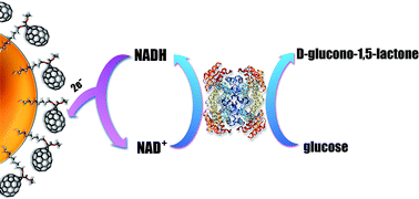 Graphical abstract: Dioxygen insensitive C70/AuNPs hybrid system for rapid and quantitative glucose biosensing