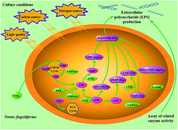 Graphical abstract: Influence of culture conditions on extracellular polysaccharide production and the activities of enzymes involved in the polysaccharide synthesis of Nostoc flagelliforme