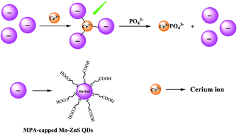 Graphical abstract: Detection of phosphate based on phosphorescence of Mn doped ZnS quantum dots combined with cerium(iii)