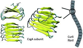 Graphical abstract: Structural predictions for curli amyloid fibril subunits CsgA and CsgB