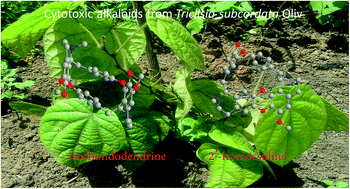 Graphical abstract: Isochondodendrine and 2′-norcocsuline: additional alkaloids from Triclisia subcordata induce cytotoxicity and apoptosis in ovarian cancer cell lines