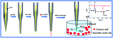 Graphical abstract: Fabrication of single Pt@Au nanowire electrodes for monitoring hydrogen peroxide released from living cells