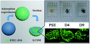 Graphical abstract: Design and preparation of porous polymer particles with polydopamine coating and selective enrichment for biomolecules