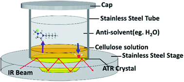 Graphical abstract: Crystallinity of regenerated cellulose from [Bmim]Cl dependent on the hydrogen bond acidity/basicity of anti-solvents