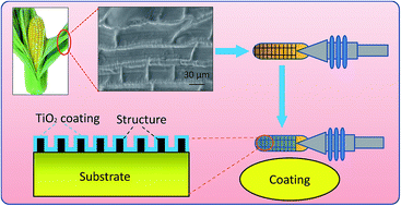 Graphical abstract: Bionic anti-adhesive electrode coupled with maize leaf microstructures and TiO2 coating