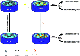 Graphical abstract: Acetylcholinesterase biosensor based on electrochemically inducing 3D graphene oxide network/multi-walled carbon nanotube composites for detection of pesticides