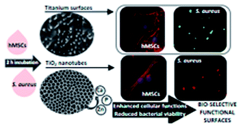 Graphical abstract: TiO2 nanotubes enriched with calcium, phosphorous and zinc: promising bio-selective functional surfaces for osseointegrated titanium implants