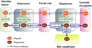 Graphical abstract: Mechanism in the existent difference in form of wogonin/wogonoside between plasma and intestine/liver in rats