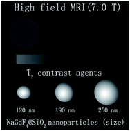 Graphical abstract: Size-tunable NaGdF4 nanoparticles as T2 contrast agents for high-field magnetic resonance imaging