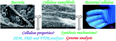 Graphical abstract: Physicochemical characterization of high-quality bacterial cellulose produced by Komagataeibacter sp. strain W1 and identification of the associated genes in bacterial cellulose production