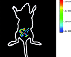 Graphical abstract: One-pot synthesis of water-soluble near-infrared fluorescence RNase A capped CuInS2 quantum dots for in vivo imaging