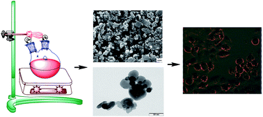 Graphical abstract: Glycerol–water mediated centrifuge controlled green synthesis of oleic acid capped PbS quantum dots for live cell imaging