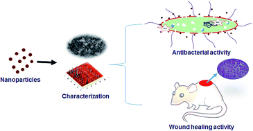 Graphical abstract: In vitro antimicrobial and in vivo wound healing effect of actinobacterially synthesised nanoparticles of silver, gold and their alloy