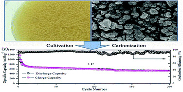 Graphical abstract: A sustainable hierarchical carbon derived from cultivated fibroid fungus for high performance lithium–sulfur batteries