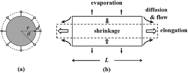 Graphical abstract: Intriguing uniform elongation and accelerated radial shrinkage in an amorphous SiOx nanowire as purely induced by uniform electron beam irradiation