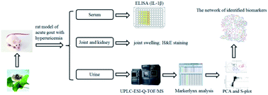Graphical abstract: Studies on effect of Ginkgo biloba L. leaves in acute gout with hyperuricemia model rats by using UPLC-ESI-Q-TOF/MS metabolomic approach