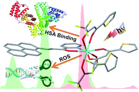 Graphical abstract: Ternary Eu(iii) and Tb(iii) β-diketonate complexes containing chalcones: photophysical studies and biological outlook