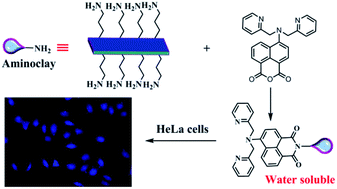 Graphical abstract: A water-soluble fluorescent hybrid material based on aminoclay and its bioimaging application