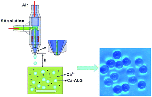 Graphical abstract: 3D-printed air-blast microfluidic nozzles for preparing calcium alginate microparticles