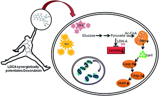 Graphical abstract: The dual-hit metabolic modulator LDCA synergistically potentiates doxorubicin to selectively combat cancer-associated hallmarks