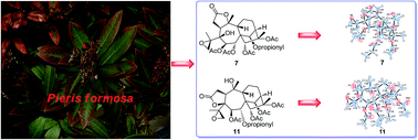 Graphical abstract: Biological and chemical guided isolation of 3,4-secograyanane diterpenoids from the roots of Pieris formosa