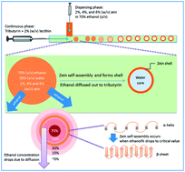 Graphical abstract: Microfluidic fabrication of hollow protein microcapsules for rate-controlled release