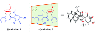 Graphical abstract: Isolation, structure elucidation, and KDD study of (−)-Celosine, a new skeleton with potent anti-atherosclerosis activity