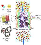 Graphical abstract: Layer-by-layer assembled membranes with immobilized porins