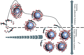 Graphical abstract: Magnetic nanoparticles as double-edged swords: concentration-dependent ordering or disordering effects on lysozyme