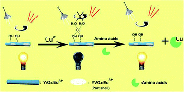 Graphical abstract: Novel rod-Y2O3:Eu3+@0.01YVO4:Eu3+ with open core/shell nanostructure and “off-and-on” fluorescent performance