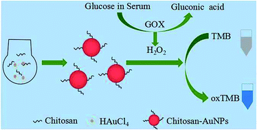 Graphical abstract: Chitosan–gold nanoparticles as peroxidase mimic and their application in glucose detection in serum