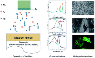 Graphical abstract: Tantalum nitride coatings prepared by magnetron sputtering to improve the bioactivity and osteogenic activity for titanium alloy implants