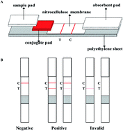 Graphical abstract: A rapid immunochromatographic strip for neutralizing antibodies detection of foot and mouth disease virus serotype O