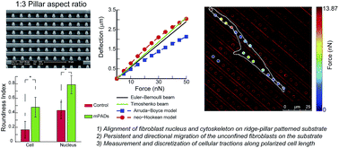 Graphical abstract: Engineered ridge and micropillar array detectors to quantify the directional migration of fibroblasts