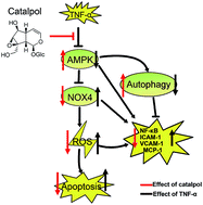 Graphical abstract: Catalpol attenuates oxidative stress and promotes autophagy in TNF-α-exposed HAECs by up-regulating AMPK