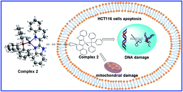 Graphical abstract: Mitochondrial and nuclear DNA dual damage induced by 2-(2′-quinolyl)benzimidazole copper complexes with potential anticancer activity
