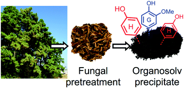 Graphical abstract: Beneficial effects of Trametes versicolor pretreatment on saccharification and lignin enrichment of organosolv-pretreated pinewood