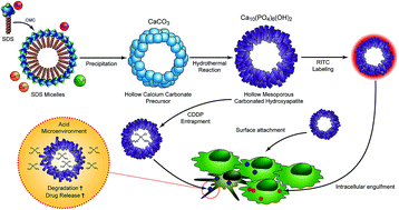 Graphical abstract: Biomimetic hollow mesoporous hydroxyapatite microsphere with controlled morphology, entrapment efficiency and degradability for cancer therapy