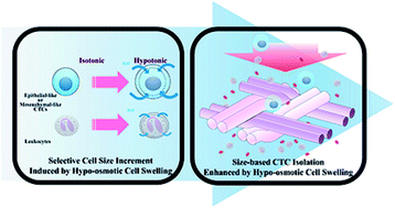 Graphical abstract: Enhancement of isolation sensitivity for the viable heterogeneous circulating tumor cells swelled by hypo-osmotic pressure
