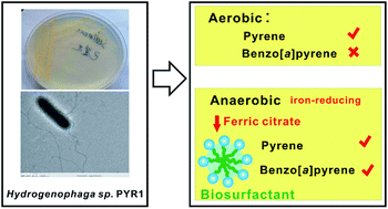 Graphical abstract: Isolation and characterization of a bacterial strain Hydrogenophaga sp. PYR1 for anaerobic pyrene and benzo[a]pyrene biodegradation