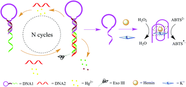 Graphical abstract: Strategy for the detection of mercury ions by using exonuclease III-aided target recycling