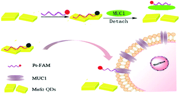 Graphical abstract: MoS2 quantum dots featured fluorescent biosensor for multiple detection of cancer