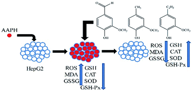 Graphical abstract: Intracellular antioxidant effect of vanillin, 4-methylguaiacol and 4-ethylguaiacol: three components in Chinese Baijiu