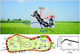 Graphical abstract: A novel organotrophic nitrate-reducing Fe(ii)-oxidizing bacterium isolated from paddy soil and draft genome sequencing indicate its metabolic versatility