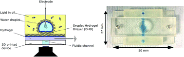 Graphical abstract: A transparent 3D printed device for assembling droplet hydrogel bilayers (DHBs)