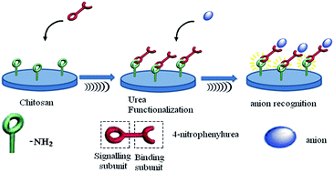 Graphical abstract: A study on the synthesis and anion recognition of a chitosan-urea receptor