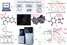 Graphical abstract: Discovery and verification of the potential targets from bioactive molecules by network pharmacology-based target prediction combined with high-throughput metabolomics