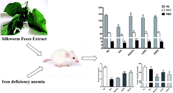 Graphical abstract: Silkworm feces extract improves iron deficiency anemia via suppressing hepcidin expression and promoting iron-regulatory proteins expression