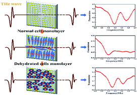 Graphical abstract: Cell viability and hydration assay based on metamaterial-enhanced terahertz spectroscopy